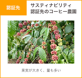>認証先 サスティナビリティ 認証先のコーヒー農園 果実が大きく、量も多い